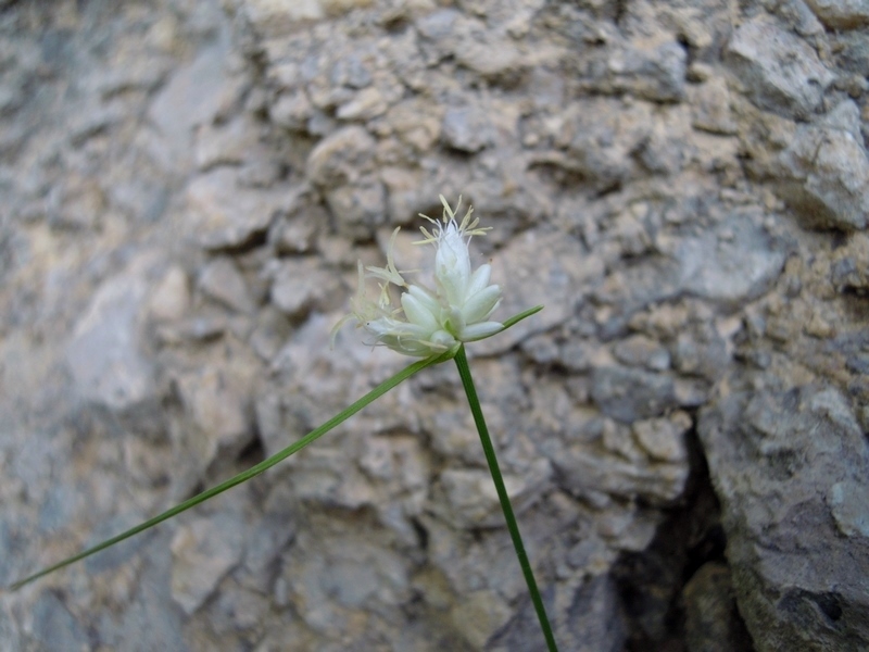 Carex baldensis / Carice del Monte Baldo